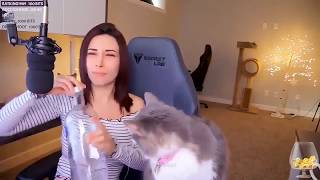 Alinity feeds her cat Vodka on Twitch stream [upl. by Callan716]