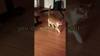 MY CAT IS SCREAMING AT ME shorts meow cat [upl. by Ellerad814]