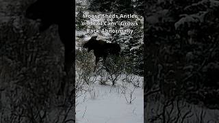 Moose Sheds Antler  Grows Back Abnormally Next Year wildlife moose antlers montana trailcam [upl. by Sterrett]