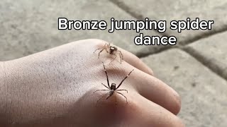 Bronze jumping spider Helpis Minitabunda courtship display [upl. by Atsirc]