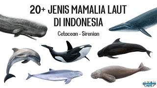 20 Jenis Mamalia Laut Paus Lumbalumba Pesut Porpoise Dugong di Indonesia [upl. by Lucia656]