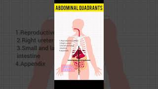 Abdominal regions and quadrants 🧑‍⚕️ Anatomical terms biology shorts [upl. by Handal548]