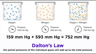 Daltons Law and Partial Pressures [upl. by Terbecki]