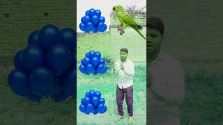 Duck Parrot Pigeon and Peacock trending​ shorts​ viralvideo​ [upl. by Nnylear]