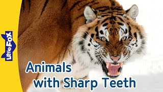 Siberian Tiger Hippopotamus Alligator Beaver Hammerhead Shark Nile Crocodile  Little Fox [upl. by Ayiotal203]