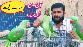 Parrots Sell Price In Pakistan  Talking Parrot Price [upl. by Sansone]