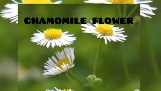 chamomile flower 🌼 🌸 beautiful flower  home garden Srilanka Short story whatsappstatus [upl. by Ainoval683]