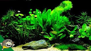 Which Fish Tank Plants to Try [upl. by Valenta]