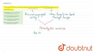 In Frogthroat is raised during buccopharyngeal and pulmonary respiration by means of  12  AN [upl. by Laise]