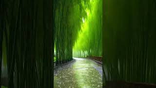 Relaxing rain sound 🌧️☔ rain winterrain calmnight rainsounds relaxing sleepsounds nature [upl. by Merla]