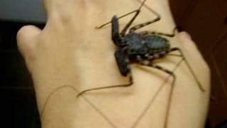 Handling Tailess whip scorpion [upl. by Nivrek]