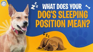 What Does Your Dogs Sleeping Position Mean 🐕  Dog Sleeping Habits  Alangu Dog Farm [upl. by Gertie316]