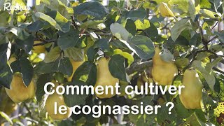 Cognassier  Plantation Culture et Entretien 🌳 [upl. by Yovonnda]