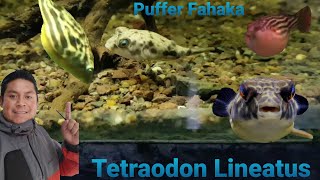 Puffer Fahaka Tetraodon Lineatus [upl. by Salkcin]