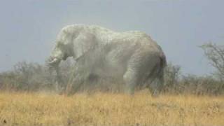 Huge bull elephant in Etosha National Park [upl. by Ashling249]