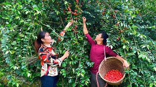 Harvest ripe Oleaster berries to sell Store and ferment ripe bananas for 1 month [upl. by Eurd]