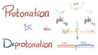 Amino Acids Part 3 pH and Pka  Biochemistry for MCAT DAT NEET [upl. by Rehtae]