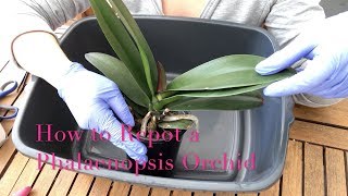 Repotting a Phalaenopsis Orchid  Beginner Care Tips [upl. by Arymat]