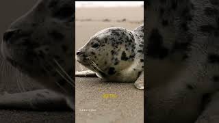 5 facts about Seals [upl. by Eidac]