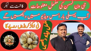 G1Garlic ki Kasht G1 Garlic Advanced Farming Lashan Thoom Garlic Cultivation in Farming Pakistan [upl. by Angadreme316]