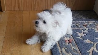 Cute little Maltese puppy dog barking and chewing on rug funny videos things puppies bark animals [upl. by Mena]