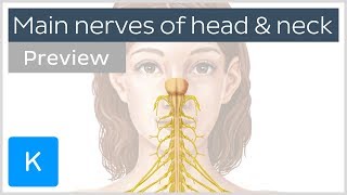 Main nerves of the head and neck preview  Human Anatomy  Kenhub [upl. by Kynan384]