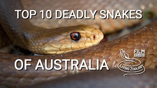 Top 10 dangerous and deadly venomous snakes from Australia [upl. by Eggleston]