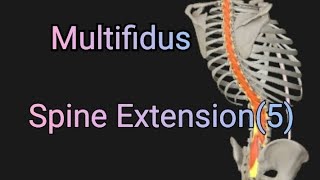 Spine Extension5Multifidus muscle [upl. by Anilesor248]