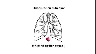 Ruidos respiratorios  Murmullo vesicular [upl. by Phillipe]