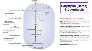 Porphyrins  Heme b Biosynthesis and its Regulation [upl. by Stilla610]