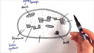 A2 Biology  Chloroplast structure OCR A Chapter 173 [upl. by Medardas452]