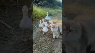 Funny Cat and Duck Mind Voice funny cat duck shortsfeed shorts animals funnyanimal comedy [upl. by Nagear]