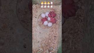 Egg HatchingBudgie Growth Stages [upl. by Henricks]