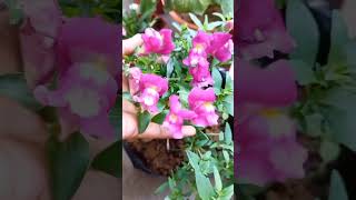 Dog flower ❤ 🪴 Antirrhinum  Snapdragon winterflowers floweringplants [upl. by Gypsie]