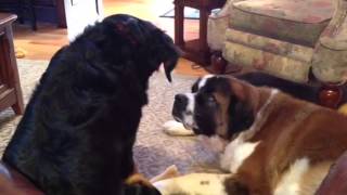 Bernese Mountain dog and Saint Bernard [upl. by Hogen]