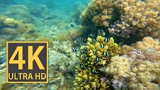 4K ULTRA HD 1h Screensaver Underwaterworld  Mauritius Diving  GoPro 11  Meditation  Relaxing [upl. by Comstock]