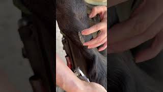 Chestnut trimming asmr horse farrier equestrian foryou horsecare [upl. by Abramson]