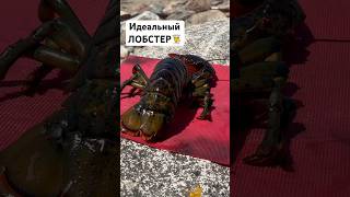 How to cook lobster in a frying pan 🦞🧑‍🍳 Идеально приготовленный ЛОБСТЕР [upl. by Vittoria299]