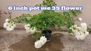 Climbing Rose plant care creeper Rose plant care [upl. by Swayne]