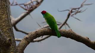 Bluethroated barbet at Chakki Mod [upl. by Aibara]