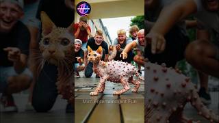 Kitten Story Hindi shortsvideo shortsfeed shorts [upl. by Anehsak499]