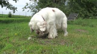 Clumber Spaniels [upl. by Gensmer]