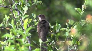 Blackbilled Cuckoo  Coccyzus erythropthalmus [upl. by Sanford]