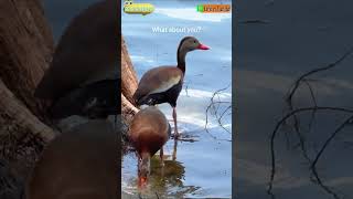 A Pair of Cute Blackbellied Whistling Duck🦆 [upl. by Llerrem]