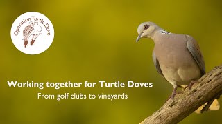 Working together for Turtle Doves  From golf clubs to vineyards [upl. by Ialda]