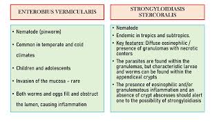 enterobius vs strongioloides [upl. by Kin]