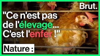 Stomy Bugsy sinfiltre dans un élevage de poules en batterie [upl. by Natsrik288]