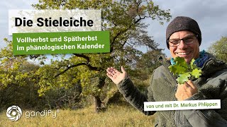 Die Stieleiche  Vollherbst und Spätherbst im phänologischen Kalender Wald Natur  gardify Tipps [upl. by Aciria]