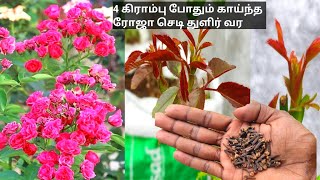 காய்ந்த ரோஜா செடி துளிர் வரும் இதை கொடுங்கள்rose plant fertilizer tamil plant growing fertilizer [upl. by Eugilegna]