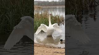 Приветствие от нашего лебедя Алеся лебедь птицы милоевидео swans duck swan birds nature [upl. by Atniuq763]